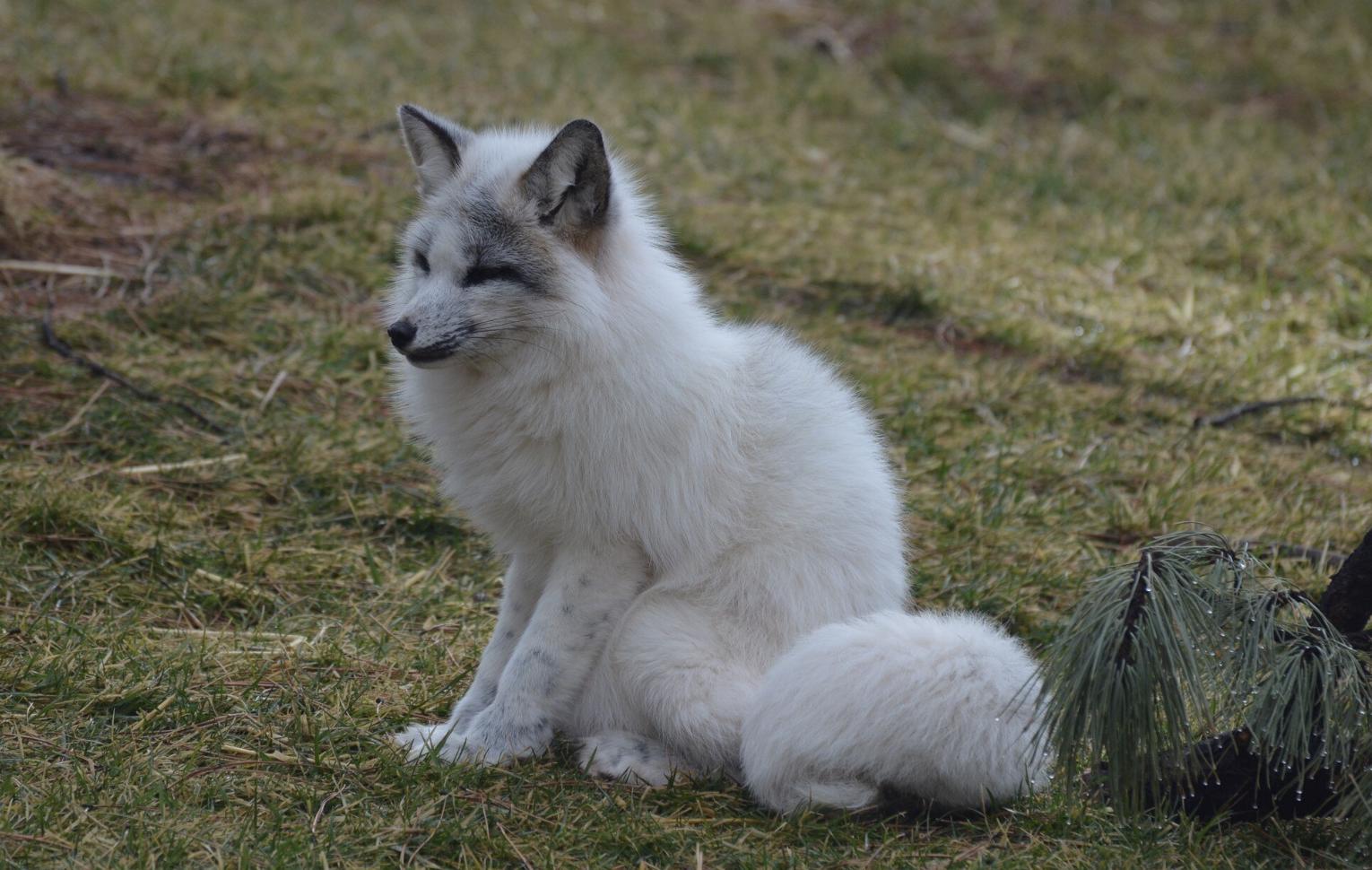 Источник: freepik https://www.freepik.com/free-photo/white-fox-sitting-field_17977141.htm#query=white%20fox&position=46&from_view=search&track=sph